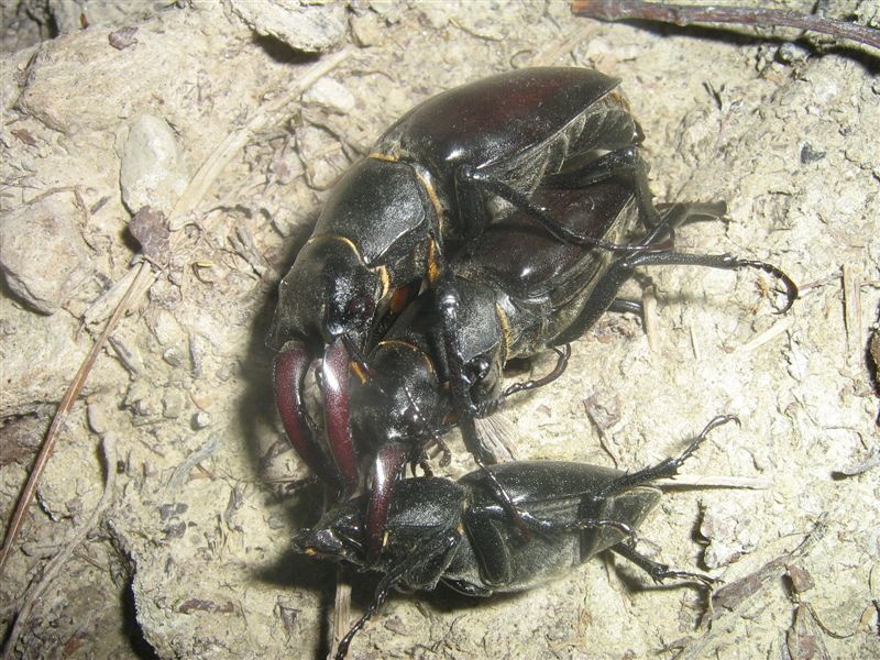 Cervi volanti... invasione ed accoppiamento